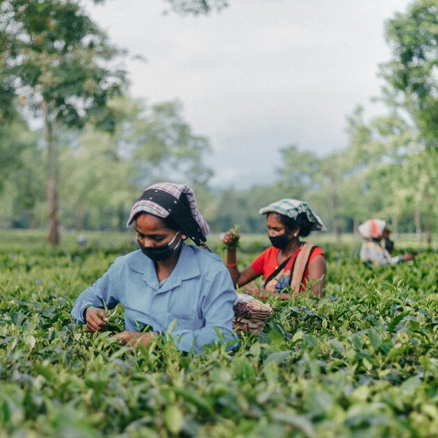Tea Plantation & Factory Visit Day Tour